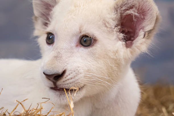 istock Baby white lion chewing on straw 1815681359