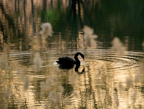 Figure of black swan in Chaoyang park in Beijing during sunset.