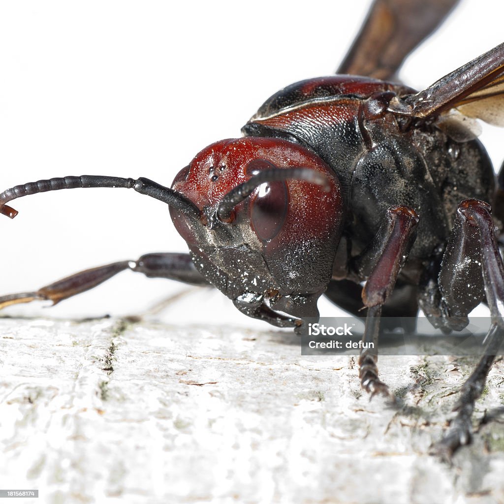 호넷 말벌 - 로열티 프리 곤충 스톡 사진