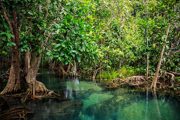 Mangrove forest stock photo