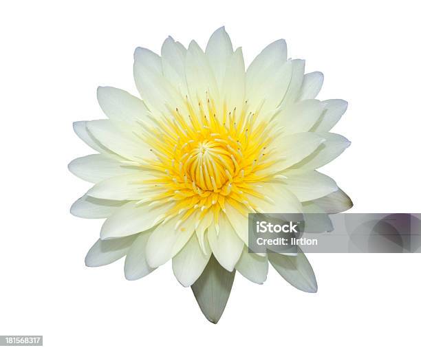 Foto de Lotus Amarelo Branco Com Pólen Isolado e mais fotos de stock de Amarelo - Amarelo, Branco, Cabeça da flor