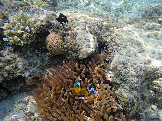 istock snorkeling in the red sea 181568362