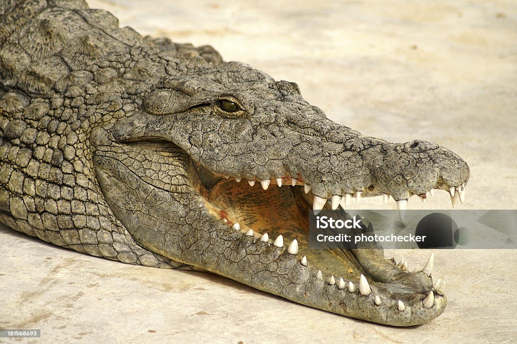 alligator dangereux - Photo de Afrique libre de droits