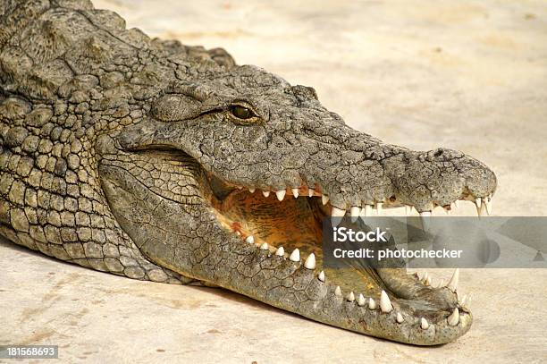 Photo libre de droit de Alligator Dangereux banque d'images et plus d'images libres de droit de Afrique - Afrique, Agression, Alligator