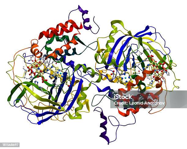 Photo libre de droit de Enzyme Catalase Un Antioxydant Essentiel Dans Lorganisme banque d'images et plus d'images libres de droit de Enzyme