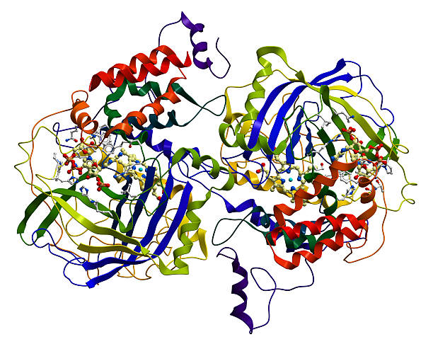 enzima catalase, un importante antiossidante nell'organismo - hydrogen molecule white molecular structure foto e immagini stock