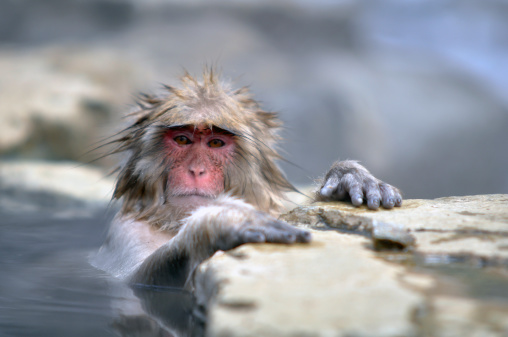 Relaxing Monkey in a natural onsen (hot spring), located in Snow Monkey, Nagono Japan.