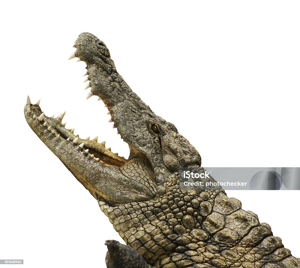 Alligator isolé - Photo de Alligator libre de droits