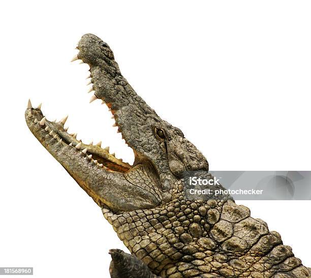 Photo libre de droit de Alligator Isolé banque d'images et plus d'images libres de droit de Alligator - Alligator, Dents des animaux, Morceau croqué