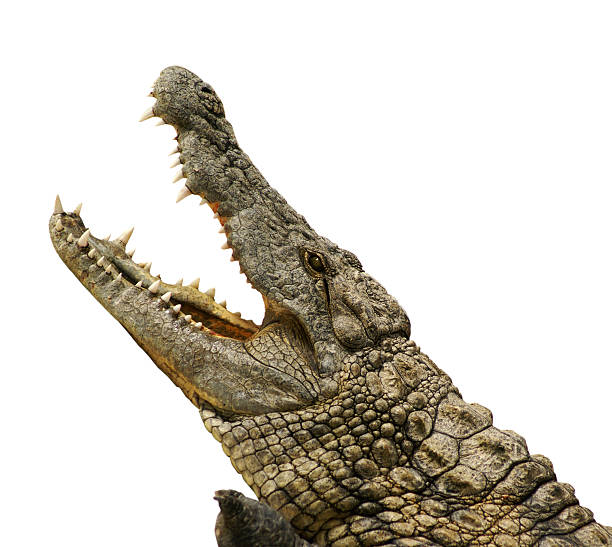 alligatore isolato - bite size foto e immagini stock