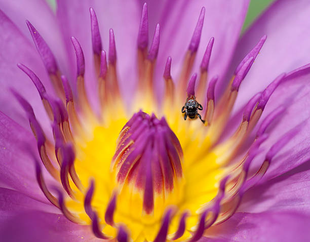 istock Pink lotus with insect background 181569041