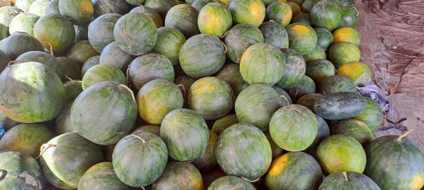 istock Watermelon after harvesting shows a charming freshness 1815696241