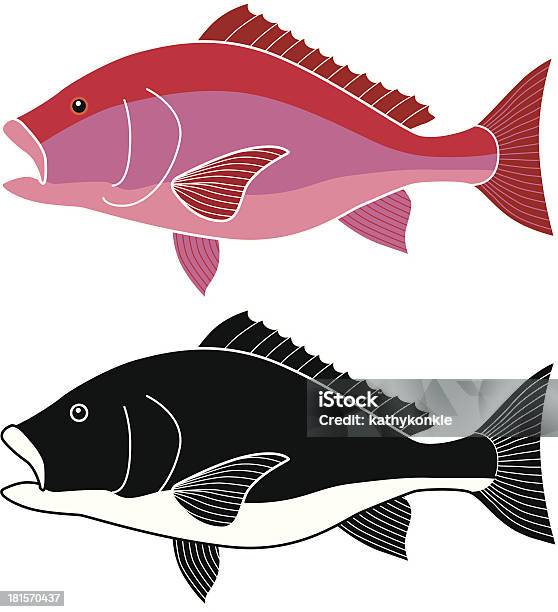 Red Snapper Graphics Red Snapper Stock Illustration - Download Image Now - Illustration, Red ...