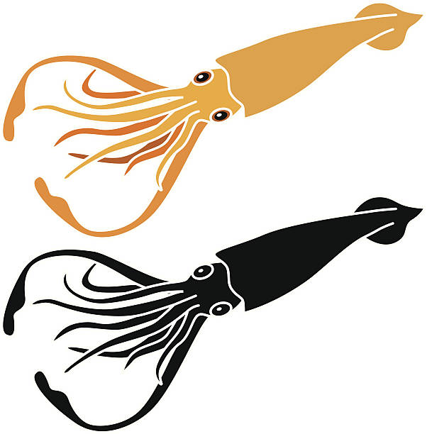 squid A vector illustration of a squid. loligo stock illustrations