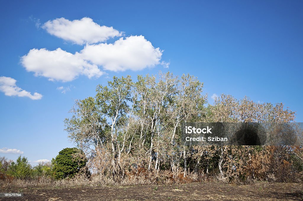Пейзаж с деревьями и облаками - Стоковые фото Абстрактный роялти-фри