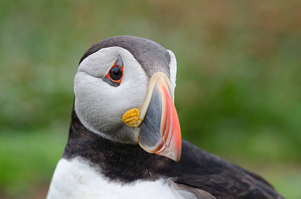 istock Portrait of an Atlantic Puffin 181571709