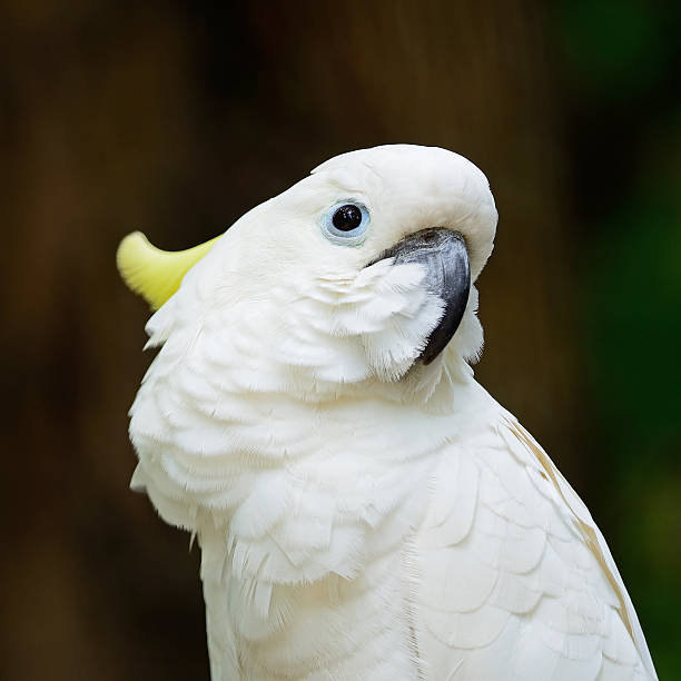 istock Sulphur-crested Cockatoo 181571711
