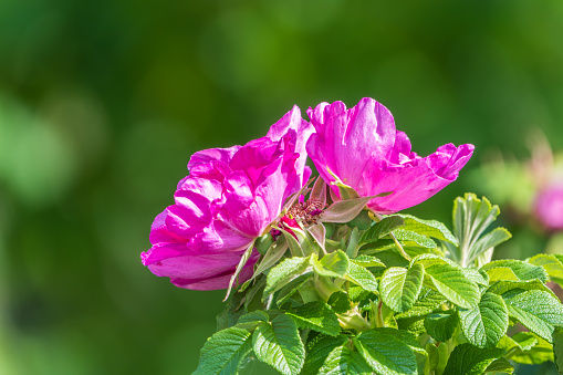 Blooming rosehip flower, beautiful pink flower on a bush branch. Beautiful natural background of blooming greenery. Natural beauty of nature. Selective focus on rosehip bud.