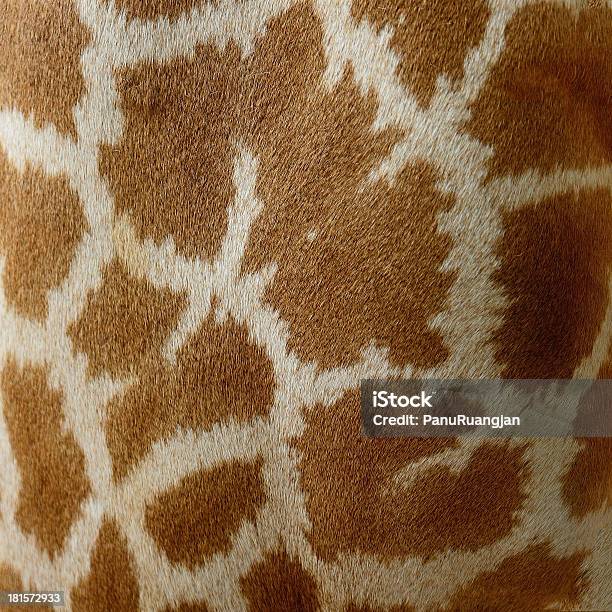 Jirafa De La Piel Foto de stock y más banco de imágenes de Abstracto - Abstracto, Animal, Animales de Safari