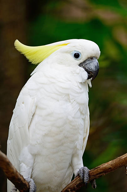 istock Sulphur-crested Cockatoo 181572946