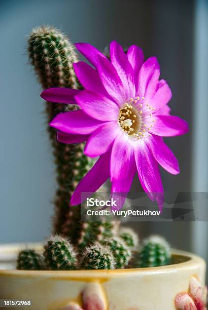 Ablooming Cactus Flower Stockfoto und mehr Bilder von Blume - Blume, Blüte, Blütenblatt