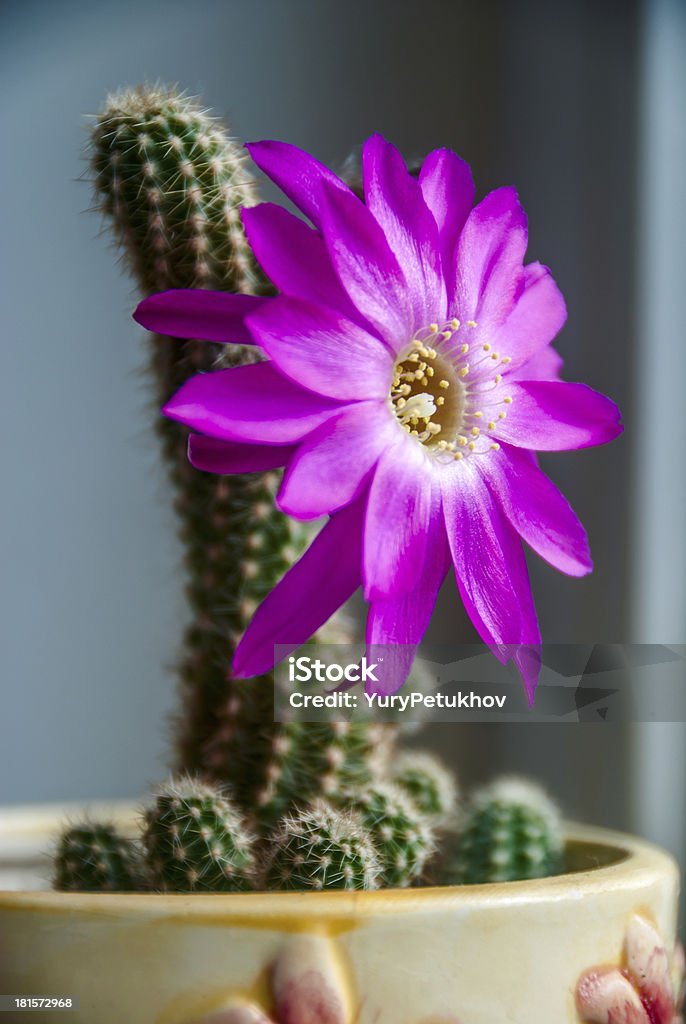 Ablooming Cactus de flor - Foto de stock de Alegre libre de derechos