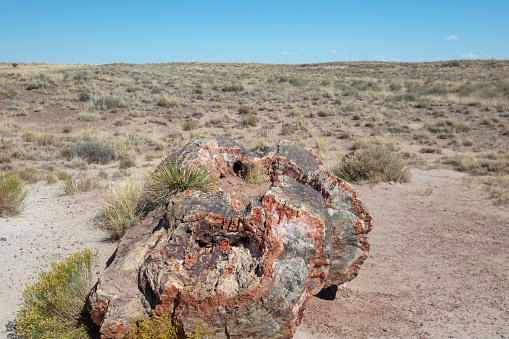 Piece of petrified log in the Petrified Forest National Park in Arizona United States