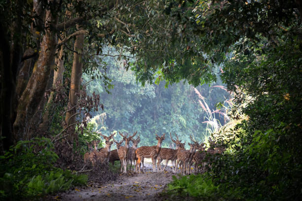 istock Spotted Deer in a Clearinf in the Jungle 1815731443