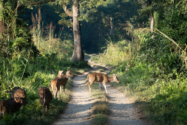 istock Spotted Deer in the Jungle 1815733528