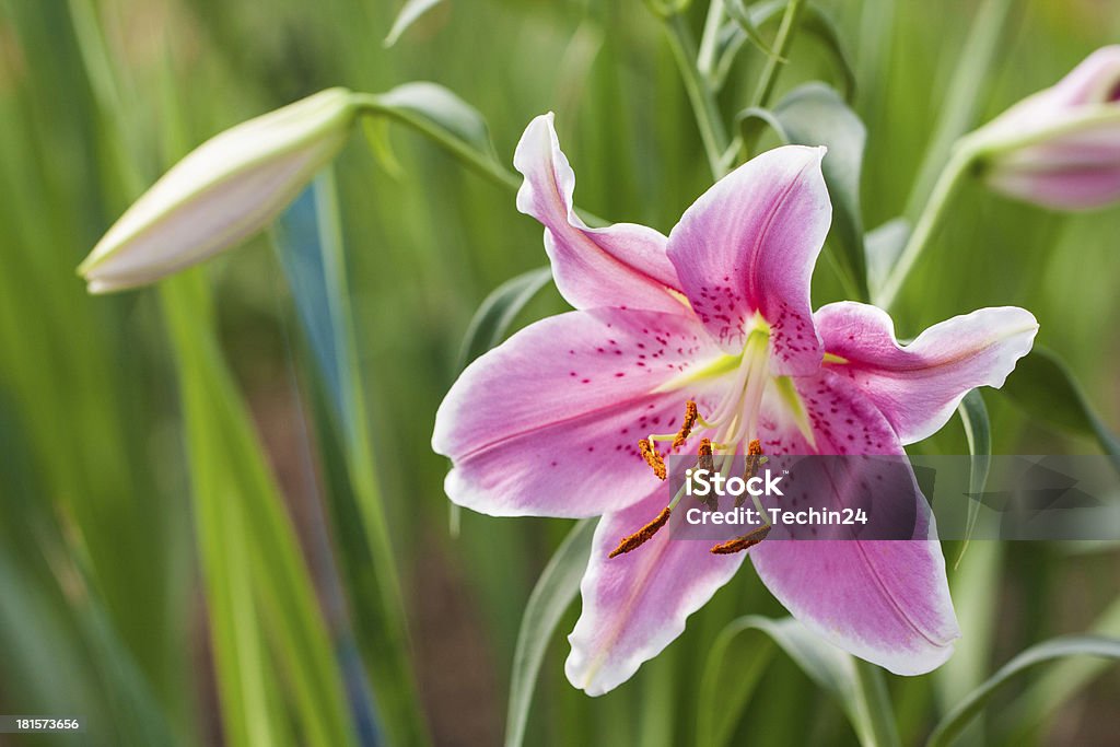 Rosa Lily Blume - Lizenzfrei Bildhintergrund Stock-Foto