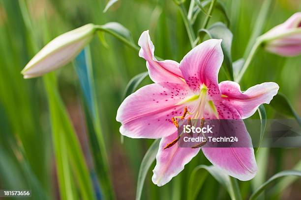 Rosa Lily Blume Stockfoto und mehr Bilder von Bildhintergrund - Bildhintergrund, Blatt - Pflanzenbestandteile, Blume