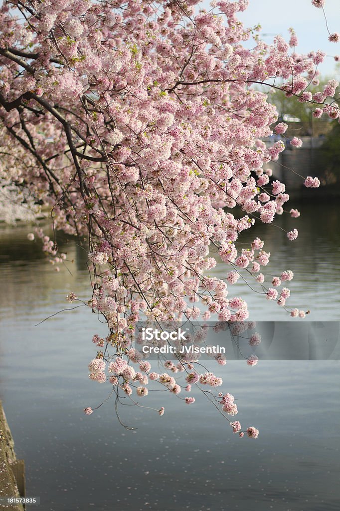 Cherry Blossoms Washington DC Cherry blossom hanging over the tidal basin of Washington DC in early spring American Culture Stock Photo