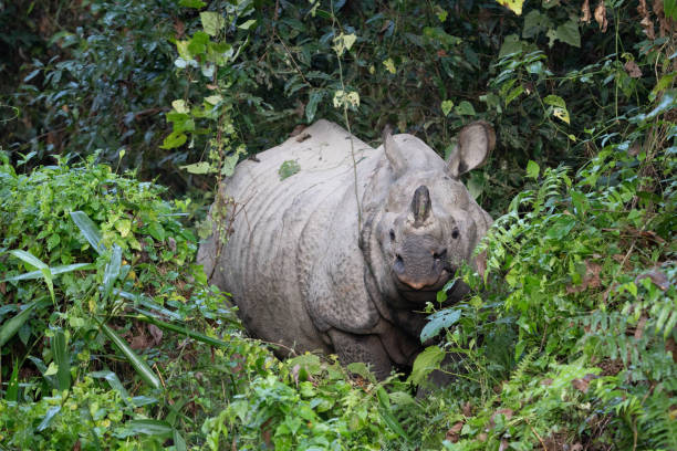 istock One Horned Rhino in the Jungle 1815745692