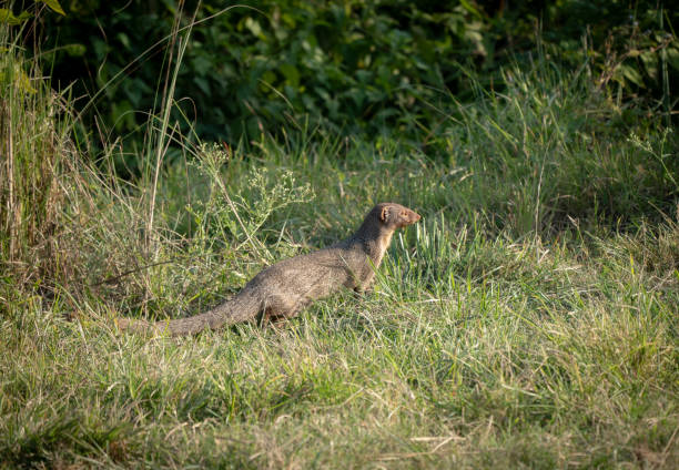 istock Alert Mongoose in the Grass 1815746203