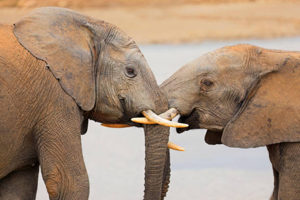istock Interaction between two African elephants (Loxodonta africana), Addo Elephant National Park, South Africa 1815751283