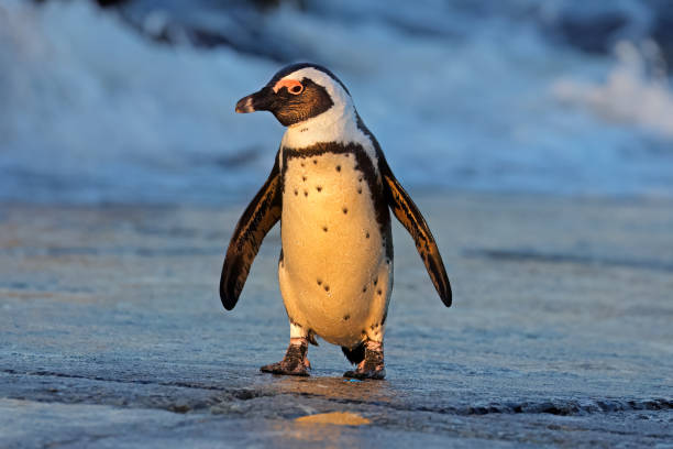 istock An African penguin (Spheniscus demersus) standing on the beach, South Africa 1815751284