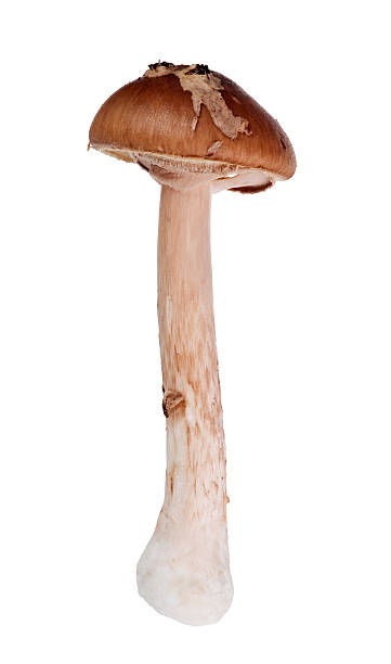 istock brown grisette mushroom isolated on white 181575163