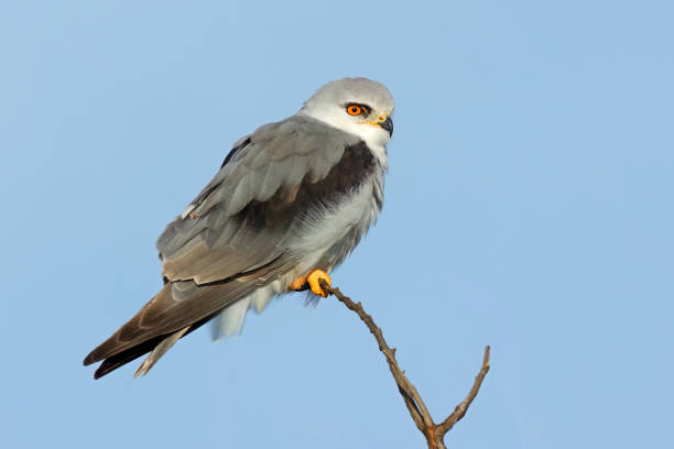 A black-shouldered kite (Elanus caeruleus) perched on branch, South Africa
