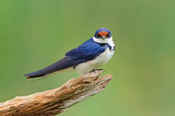 istock White-throated swallow (Hirundo albigularis) perched on a branch, South Africa 1815752309