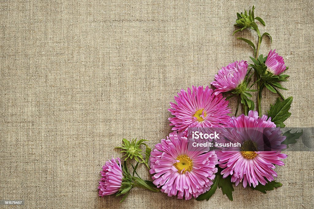 Asters na tela de fundo - Foto de stock de Aniagem de Cânhamo royalty-free