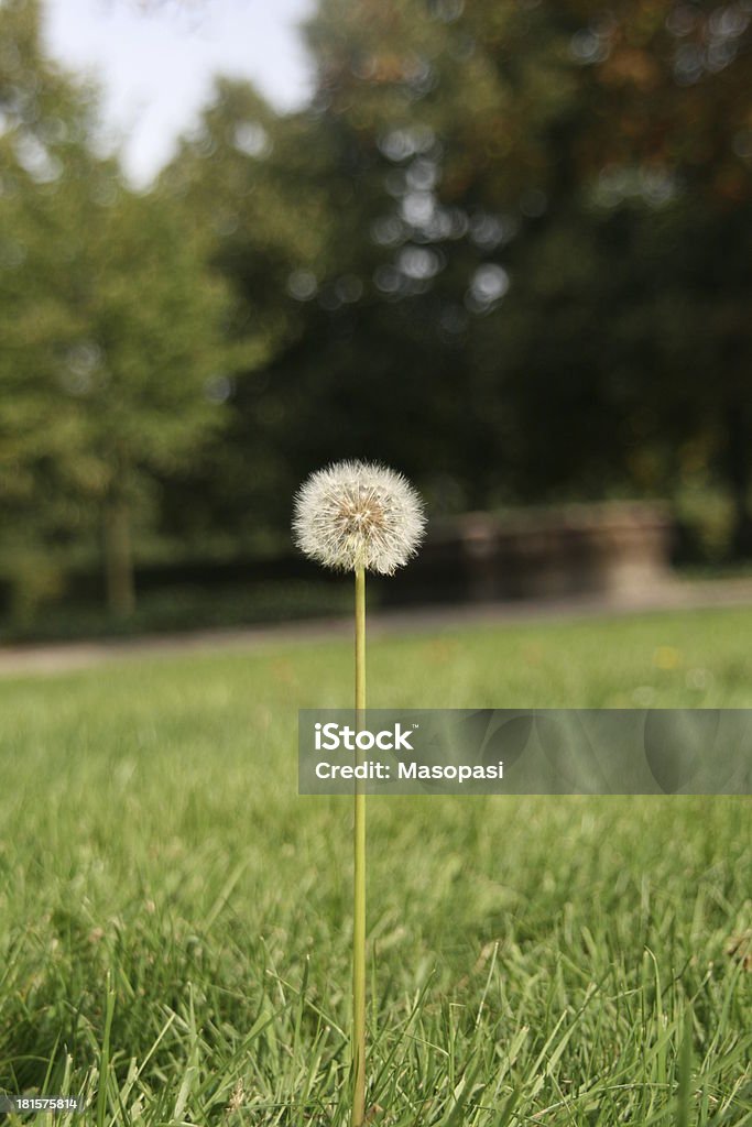 blowball - Foto stock royalty-free di Ambientazione esterna