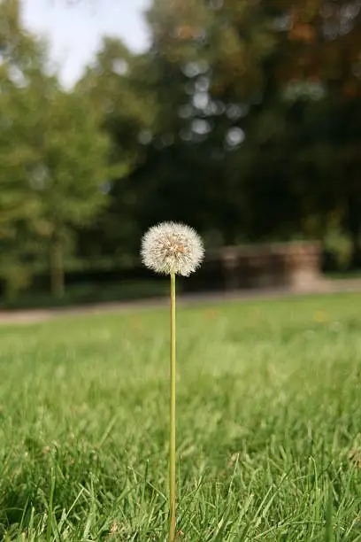 blowball in front of a green meadow