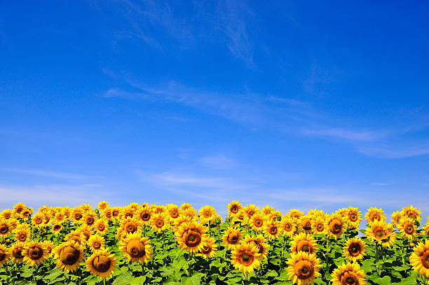amarelo girassóis sobre céu azul - flower sunflower field landscaped - fotografias e filmes do acervo