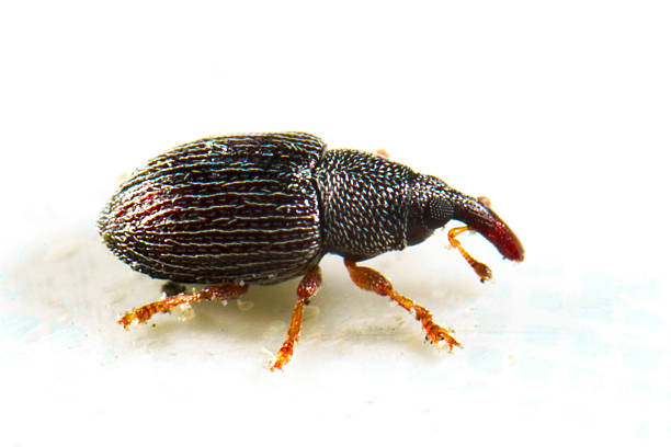 Rice weevil on white background a small insect with a hard shell, that eats grain, nuts and other seeds and destroys crops. rice weevils sitophilus oryzae stock pictures, royalty-free photos & images