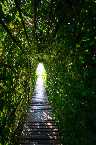 istock Walkways created  to preserve native landscapes and native species 1815776463