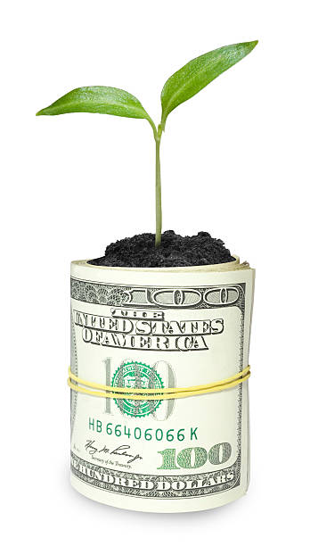 istock Money and plant isolated on white 181578582