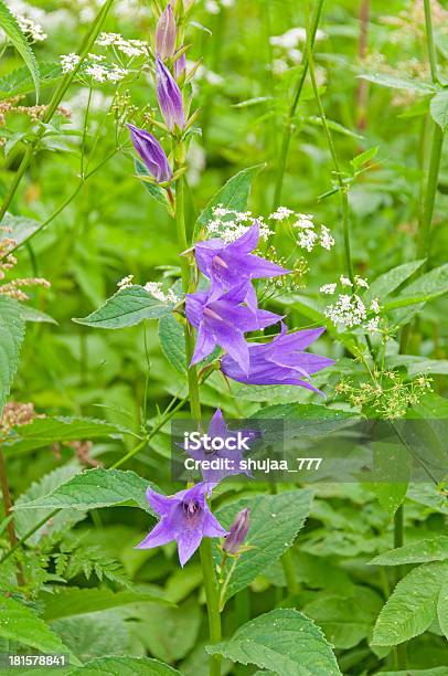 カンパニュラ Bellflower - おしべのストックフォトや画像を多数ご用意 - おしべ, カンパニュラ, ロシア