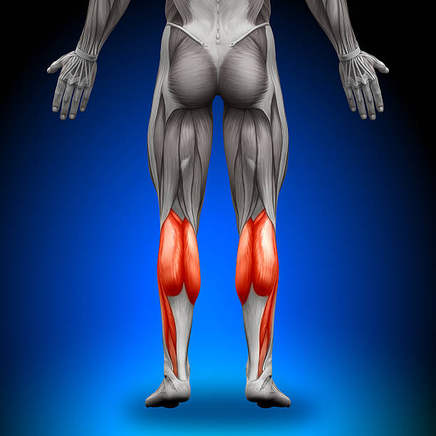 ふくらはぎの筋肉の部位 - 人の筋肉 ストックフォトと画像
