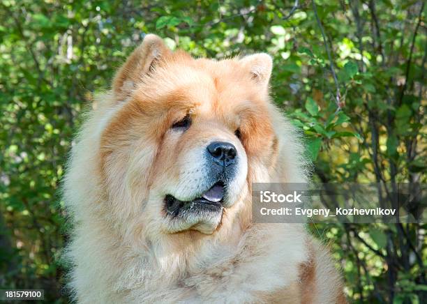 Chowchow Chow Hund In Der City Park Stockfoto und mehr Bilder von Chow Chow - Chow Chow, Flauschig, Fotografie