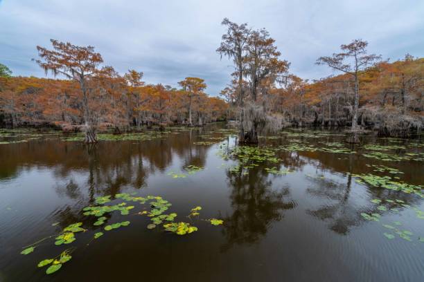 istock Sawmill Pond Cypress in Fall Colors 1815806856